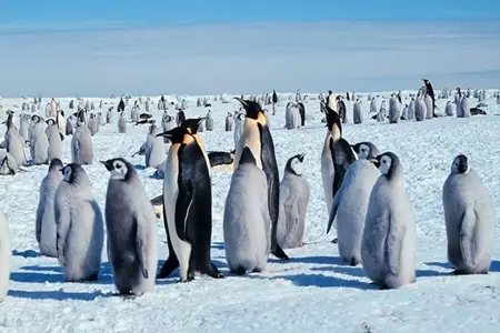 Ilmuwan Menemukan Fakta Penguin Dapat Tidur Hingga Ribuan Kali Sehari